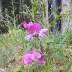 Deanes Valley Campground