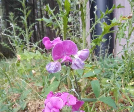 Deanes Valley Campground