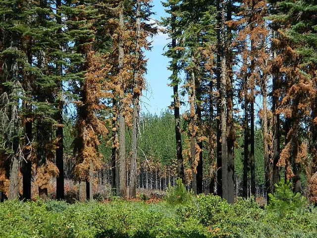 Deanes Valley Campground Picture 2