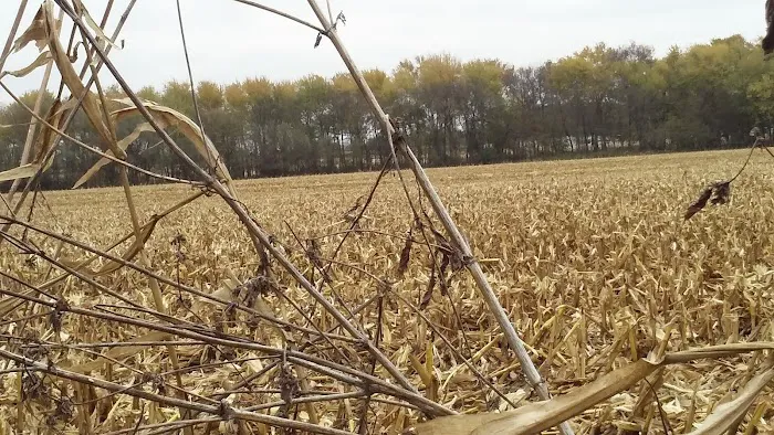 Vermillion Picture 3