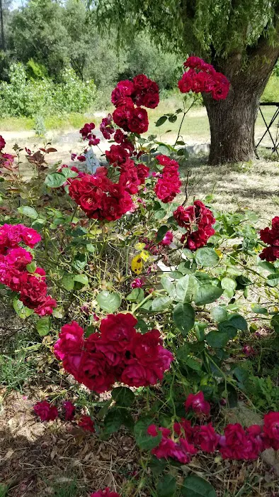 Gold Country Community RV Park Picture 3