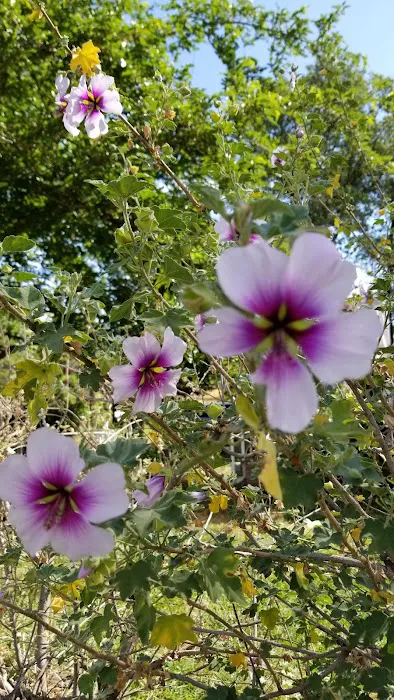 Gold Country Community RV Park Picture 5