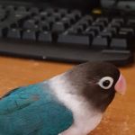 Oakwood Mobile Homes