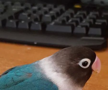 Oakwood Mobile Homes