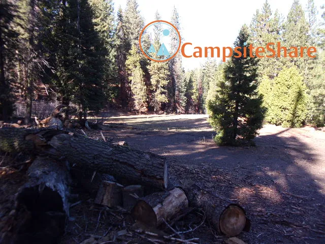 Big Stump Picture 2