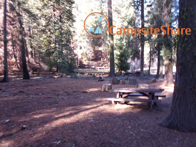 Big Stump Picture 1