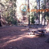 Big Stump ico