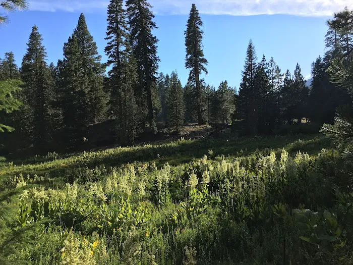 Plaskett Meadows Campground Picture 2