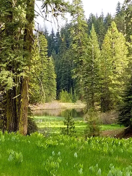 Plaskett Meadows Campground Picture 8