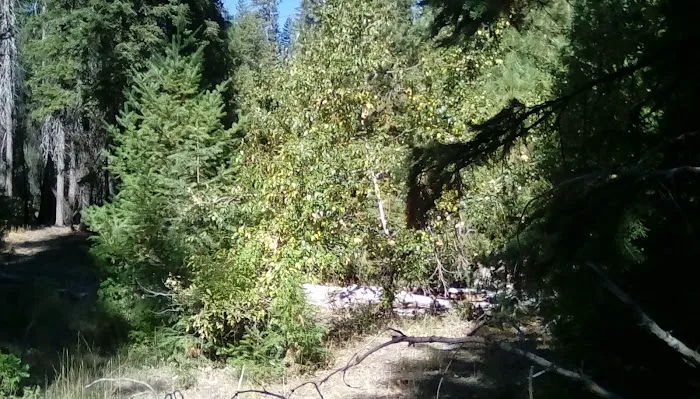 Thomes Pocket Camping Area Picture 3