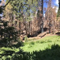Green Springs Campground ico