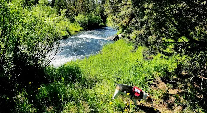 Pole Bridge Campground Picture 8