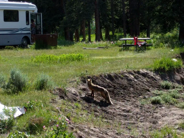 Slough Creek Campground Picture 9