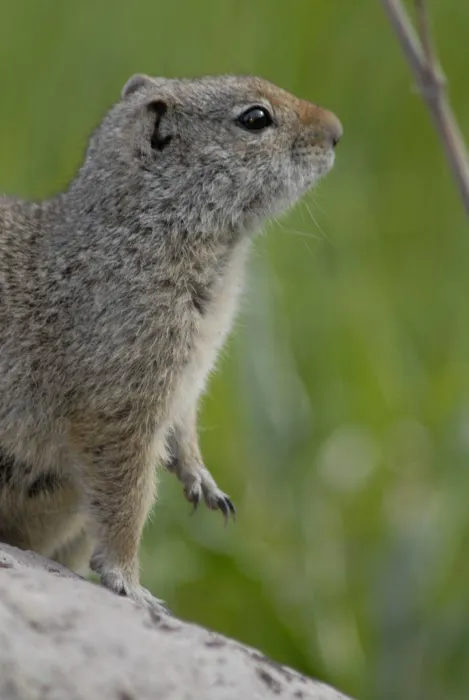 Tower Fall Campground Picture 9