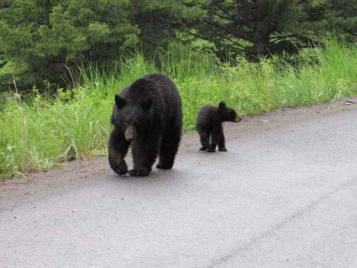 Tower Fall Campground Picture 2