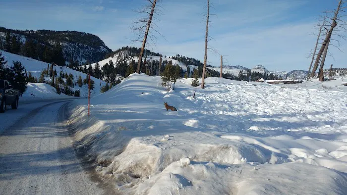 Tower Fall Campground Picture 10