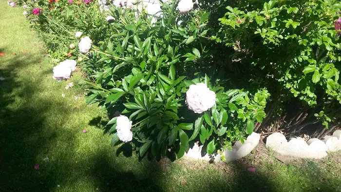 Deerfield Pines Picture 8