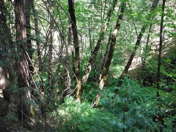 Stag Point Picture 4