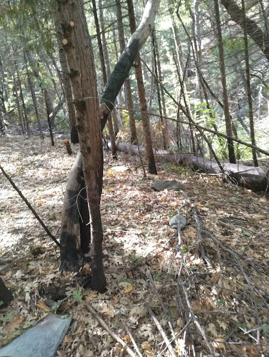 Stag Point Picture 9