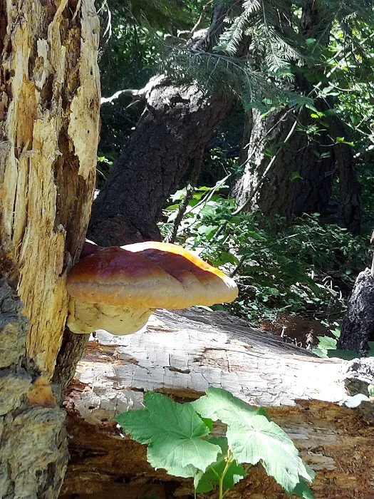 Lakes Basin Campground Picture 1