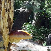 Lakes Basin Campground ico