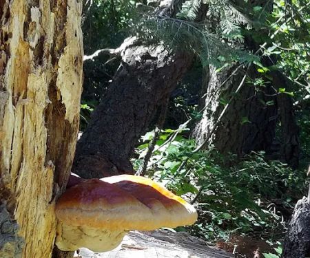 Lakes Basin Campground