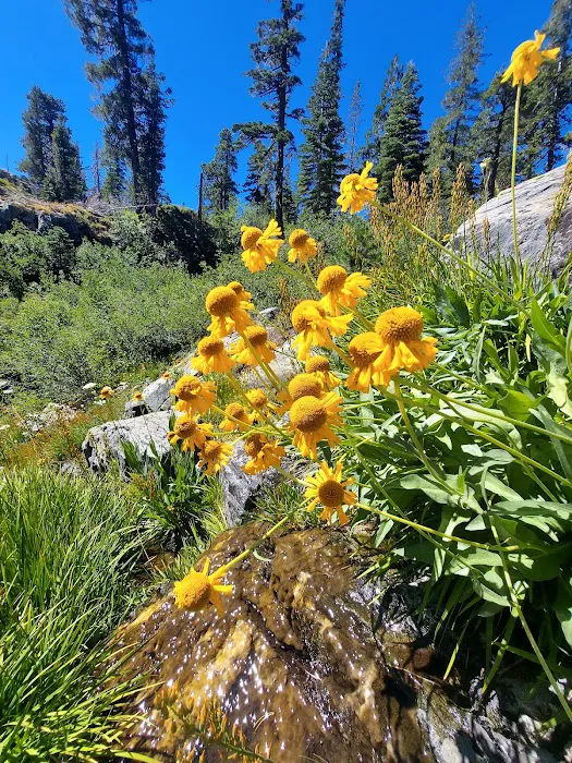 Lakes Basin Campground Picture 7