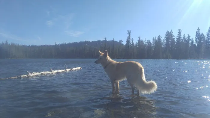 Goose Lake Campground Picture 7