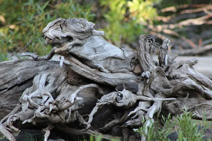 Snag Lake Campground Picture 1