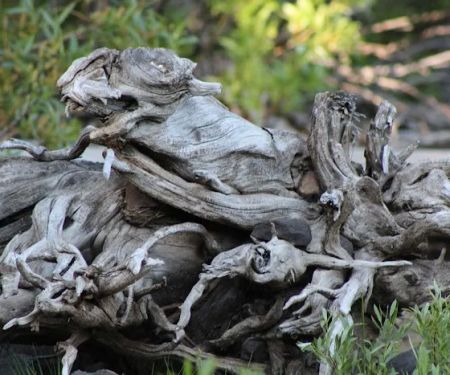 Snag Lake Campground