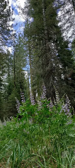 East Meadow Campground Picture 9