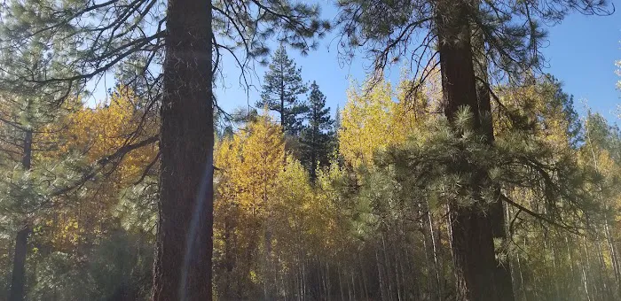 Cold Creek Campground Picture 10