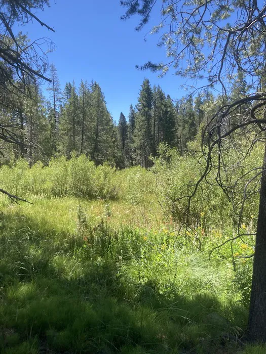 Lower Little Truckee Campground Picture 4