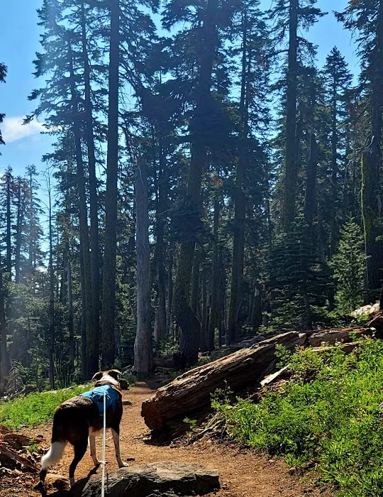Carr-Feeley Lake Campground and Trailhead Picture 5