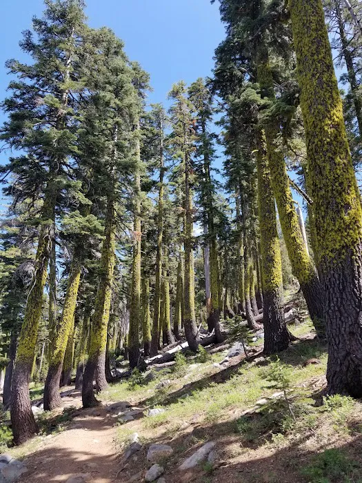 Carr-Feeley Lake Campground and Trailhead Picture 8