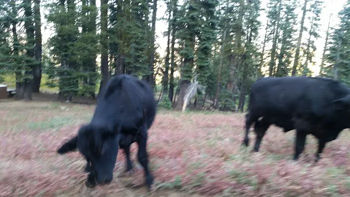 Grouse Ridge Campground Picture 9