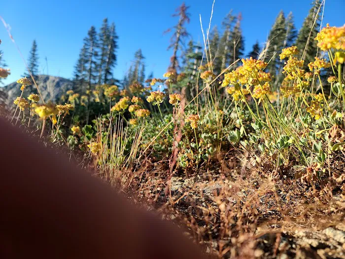 Grouse Ridge Campground Picture 7