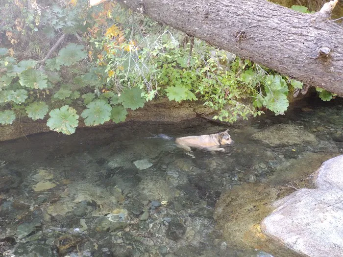 CAL-IDA Campground Picture 6