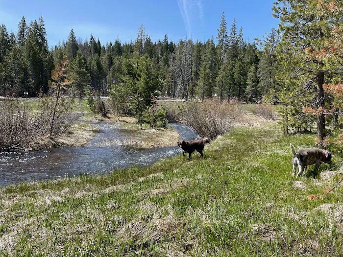 Sagehen Creek Campground Picture 6
