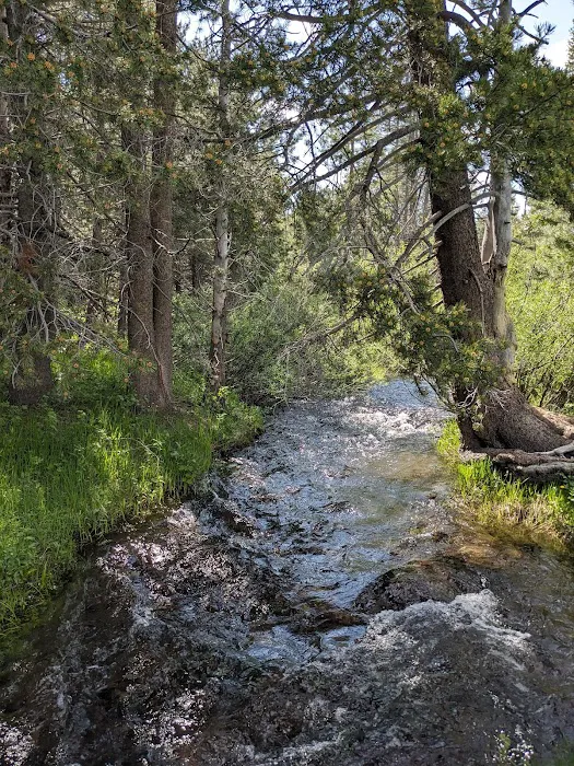 Sagehen Creek Campground Picture 9