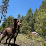 Sagehen Creek Campground