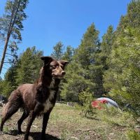 Sagehen Creek Campground ico