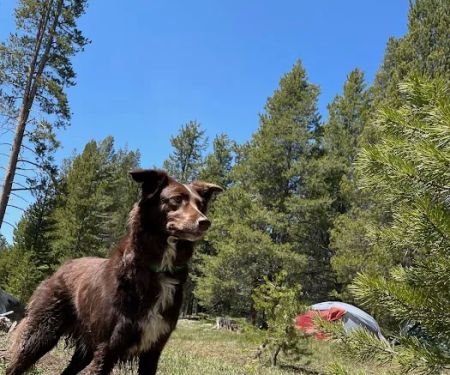 Sagehen Creek Campground