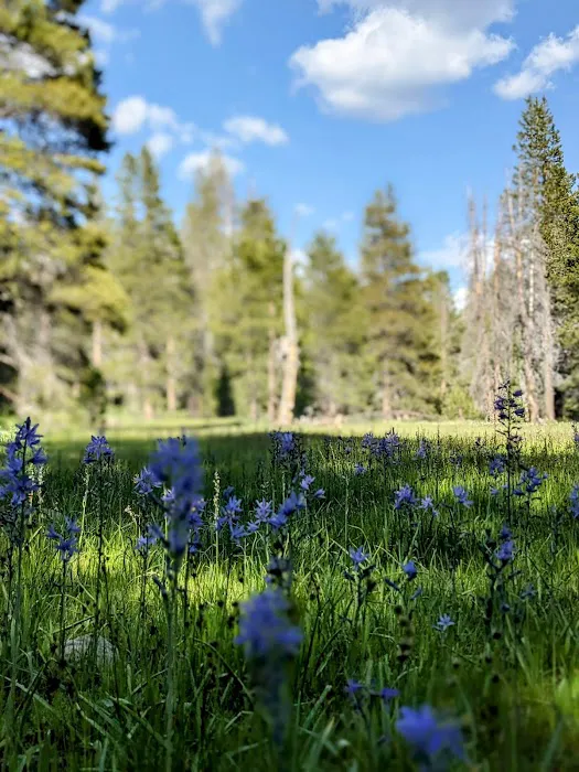 Sagehen Creek Campground Picture 2