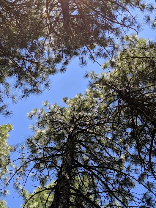 Logger Campground Picture 7