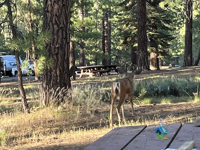Logger Campground Picture 5