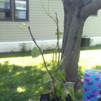 Country Acres Mobile Home Park ico