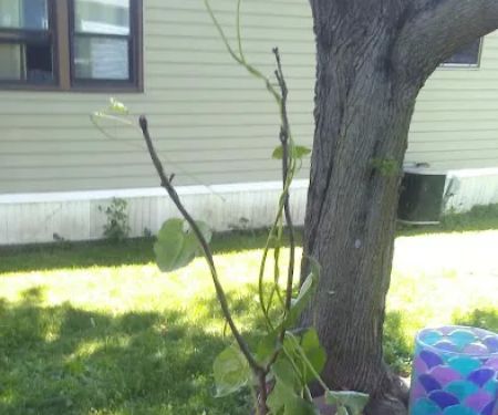 Country Acres Mobile Home Park