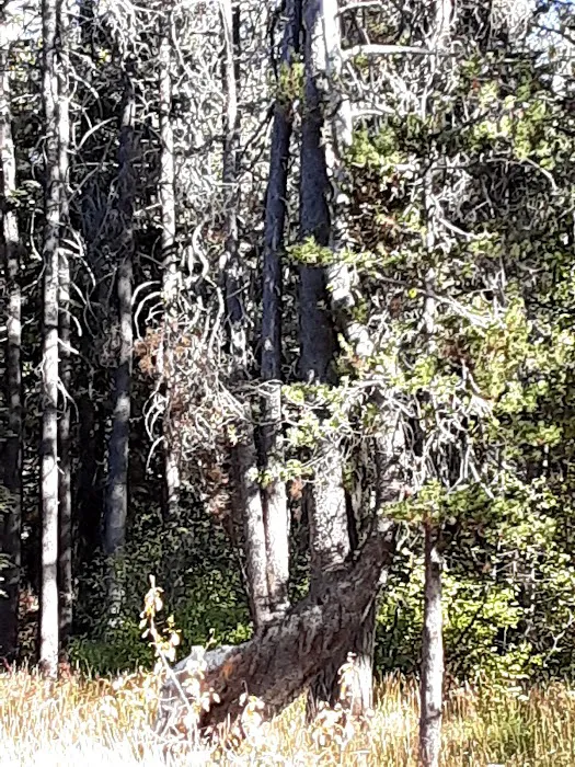 Woodchuck Campground Picture 7