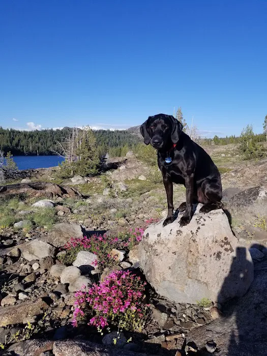Lodgepole Campground Picture 2